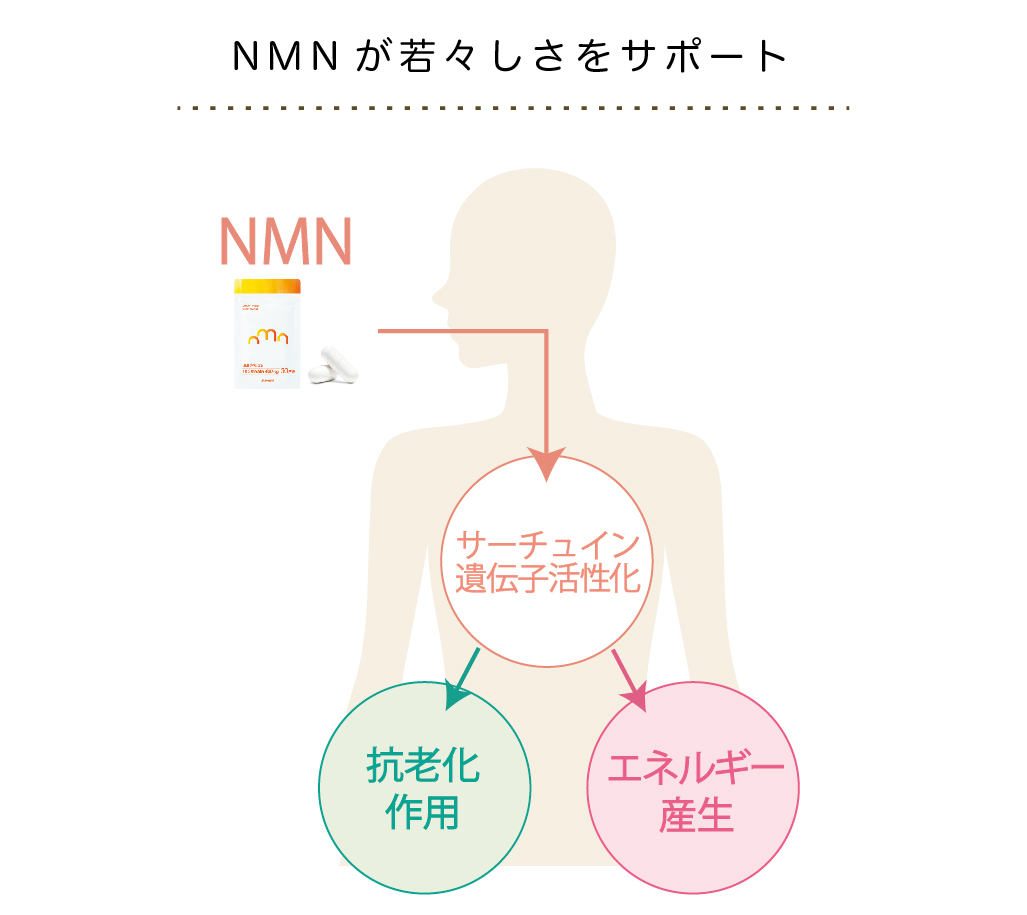 サーチュイン遺伝子
